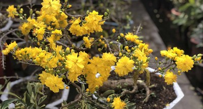 Cách chăm sóc hoa mai nở đúng dịp Tết