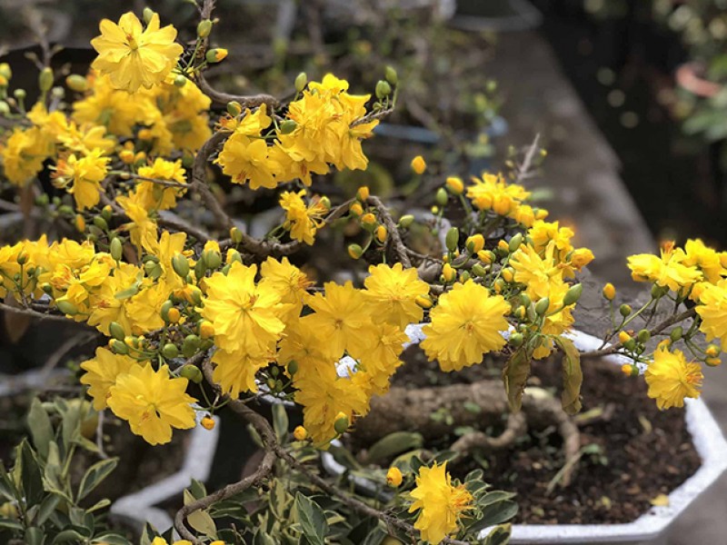 Cách chăm sóc hoa mai nở đúng dịp Tết